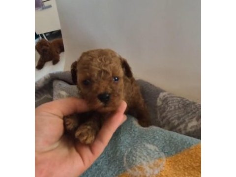 Kucuk sevımlı mınık köpekler