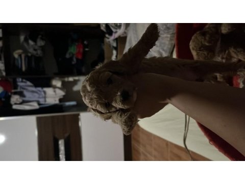 Harika maltipoo yavruları