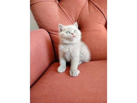 British shorthair yavruları