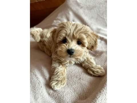 Üst kalite 0 boy maltipoo yavrularımız teslime hazır