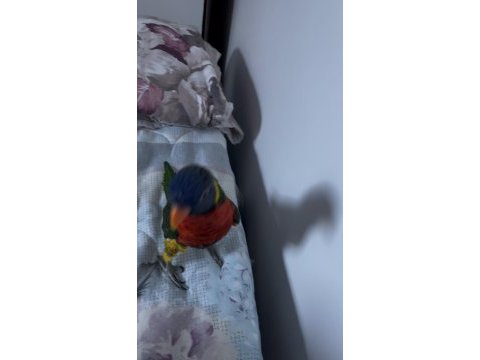 Konuşan full evcil lori böylesi yok
