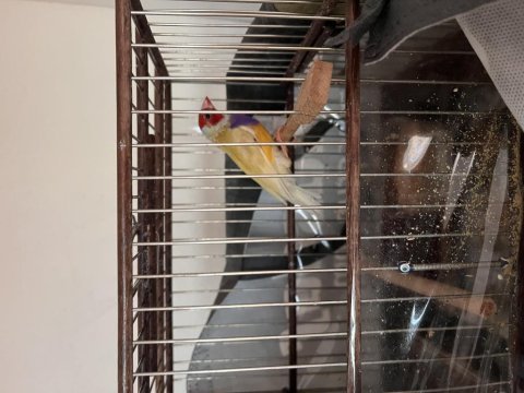 Erkek mutasyon goldian finch