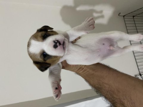 Jack russell yavrular