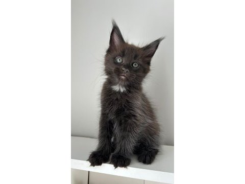 Sağlık ve ırk garantili minik maine coon devler