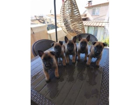 Birbirinden sevimli köpekler
