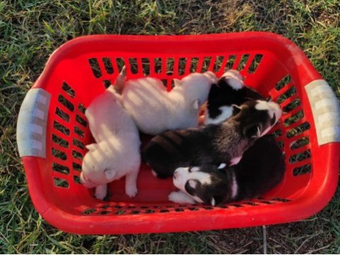 Sibirya kurdu yavrularımız yeni sahibini arıyor