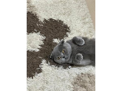 11 aylık scottish fold kedimiz