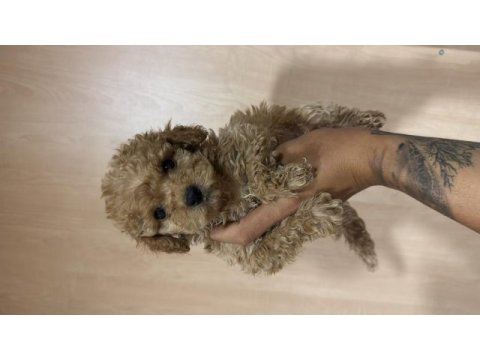 Ankaranın en uygun maltipoo yavruları
