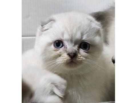 2 aylık scottish fold yavrular