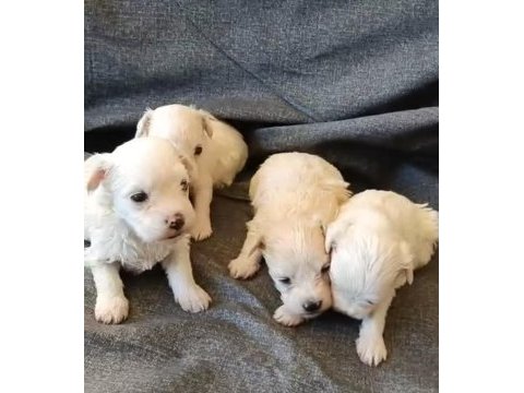 Maltese köpeği yavrular