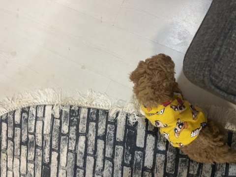 Erkek yavru poodle hemen teslim