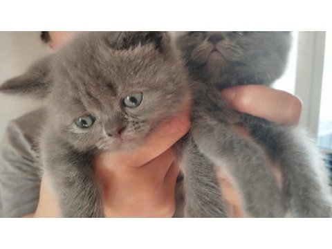 Elimizde 4 tane 2 siyah, 2gri saf kan kedileri mız var