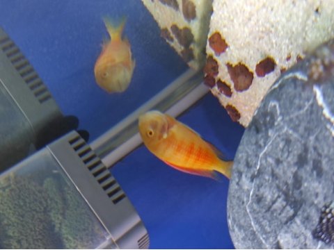 Tropheus albino chipmpi kolonisi