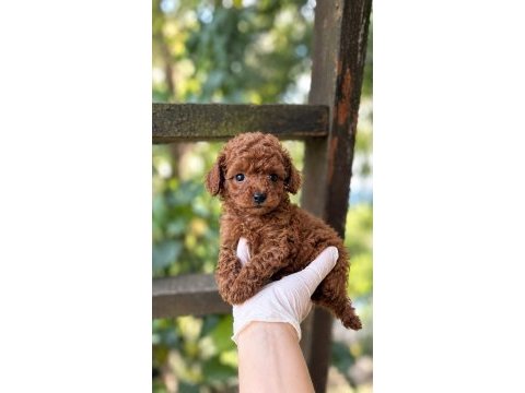 Kore kan redbrown toypoodle bebekler 