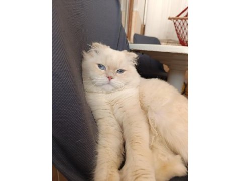Eşleştirme ilanı scottish fold kedimiz için
