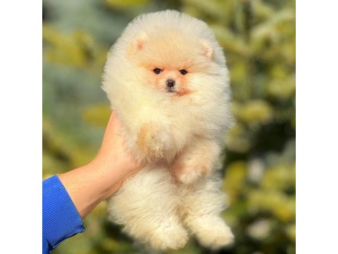 Un kurabiyesi pomeranian bebeklerimiz