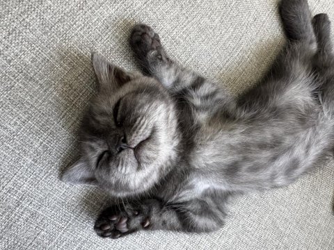 British shorthair 3 aylık