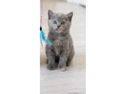 Bakmadan geçmeyin her renk her cins yavru kediler