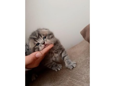 Scottish fold 2 aylık erkek