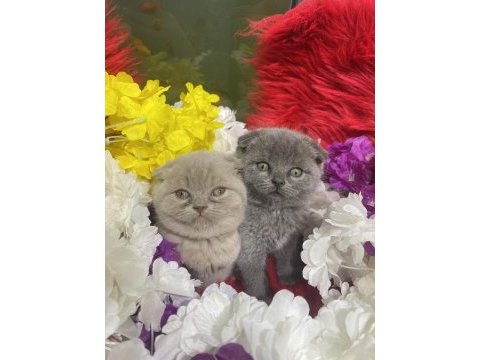 Güzel bebek kedilerimiz yeni yuvalarını arıyor