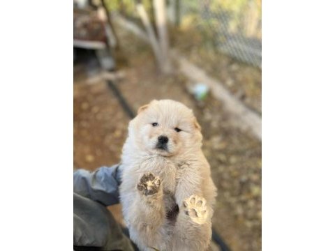 Safkan chow chow yavruları çin aslanı