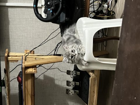 British silver longhair