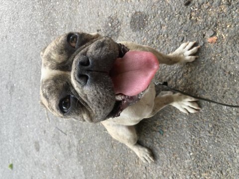 1 yaşında french bulldog yuvasını arıyor