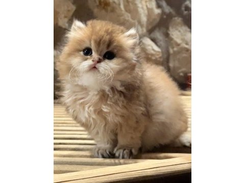 Safkan (wcf kayıtlı) golden british longhair yavrular