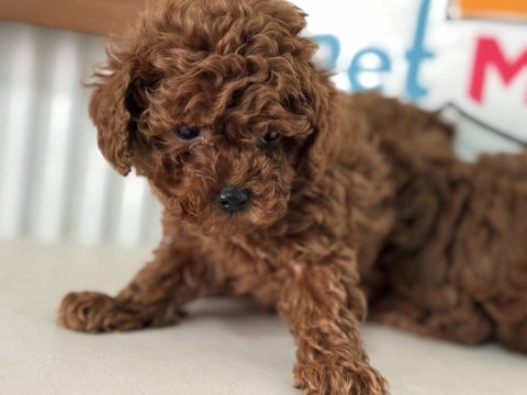 Show kalite kore toy poodle larımız ziyarete açık