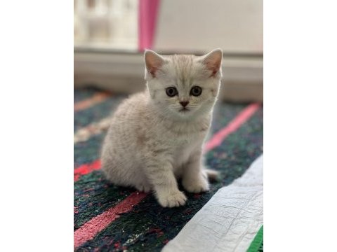 British shorthair yavru erkek dişi