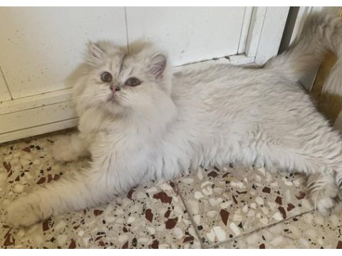 British longhair ns 11 şecereli erkek