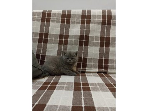 Gri koca kafalı yavru british shorthair