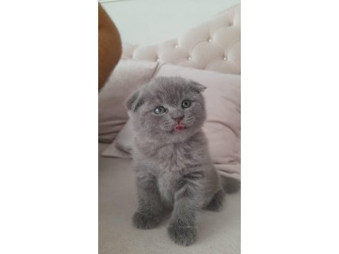 Kedimiz çok uysaldır
