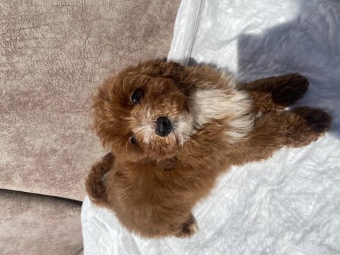 Mini boy maltipoo oğlumuz