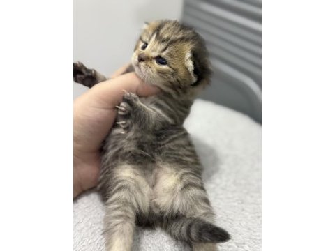 Kırık kulak tabby scottish fold oğlumuz