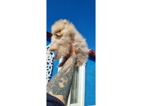 3 aylık teacup pomeranian yavru