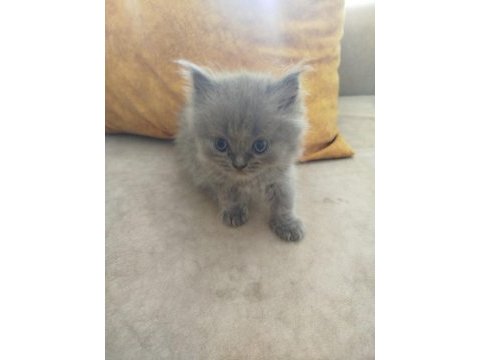 A kalite british longhair yavrular