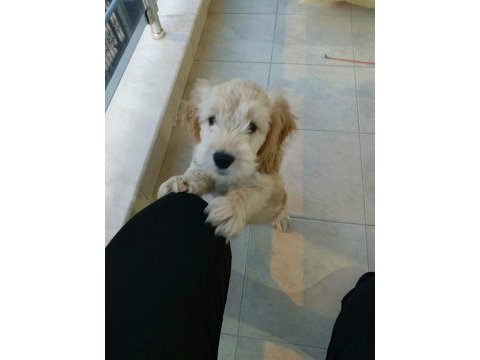 Küçük maltipoo oğlum