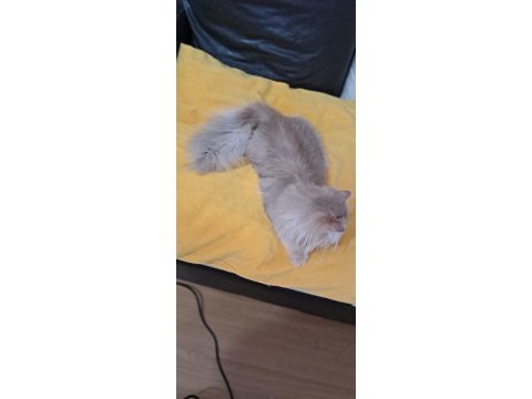 British longhair sevimli cana yakın uysal