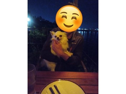 Çok acil safkan erkek chihuahua
