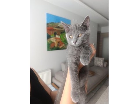 Yavru kedimizi sahiplendirme