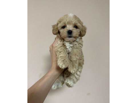 Dünya tatlısı f2 maltipoo yavruları