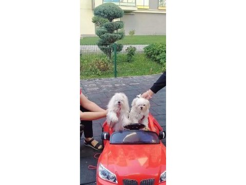 Küt burun kar beyaz tüy dökmez koku yapmaz maltese bebekler
