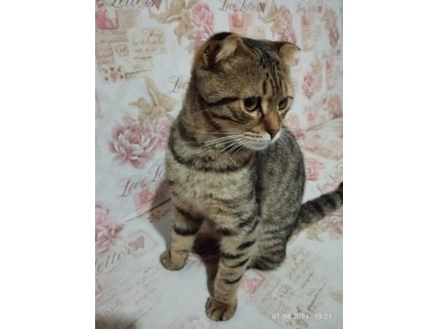 Sahiplendirilecek 3 aylık british shorthair