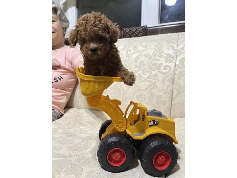 Boy teacup poodle yavrusu
