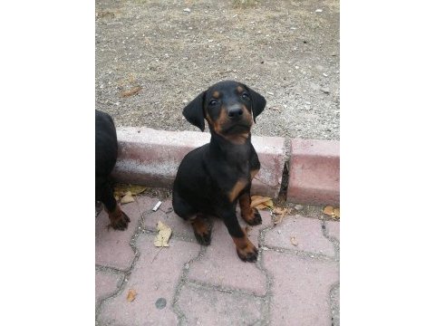 Doberman pinscher yavrusu acil sahiplendirilecektir
