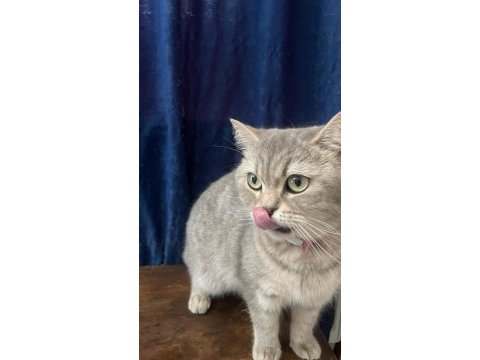 2 yaşında british shorthair sahiplendirme
