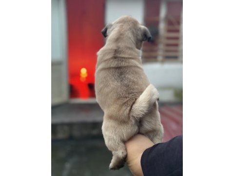 Erkek pug mops köpeğimiz