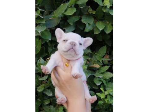 Harika fransız bulldog yavrular sizleri bekliyor