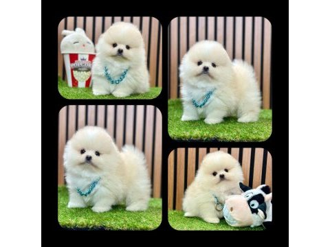Pomeranian boo yeni ailelerini bekliyorlar